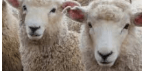 Your Guide to Merino Wool and Yarn - KnitPal