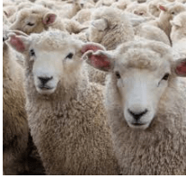 Your Guide to Merino Wool and Yarn - KnitPal